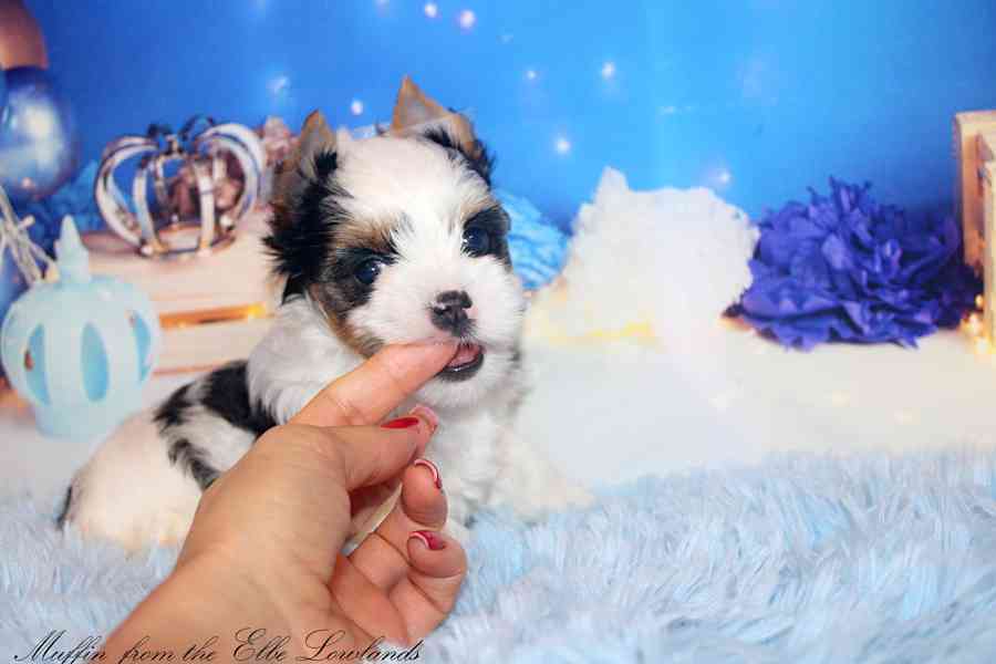 biewer terier s PP / jorkšírský  - foto 9