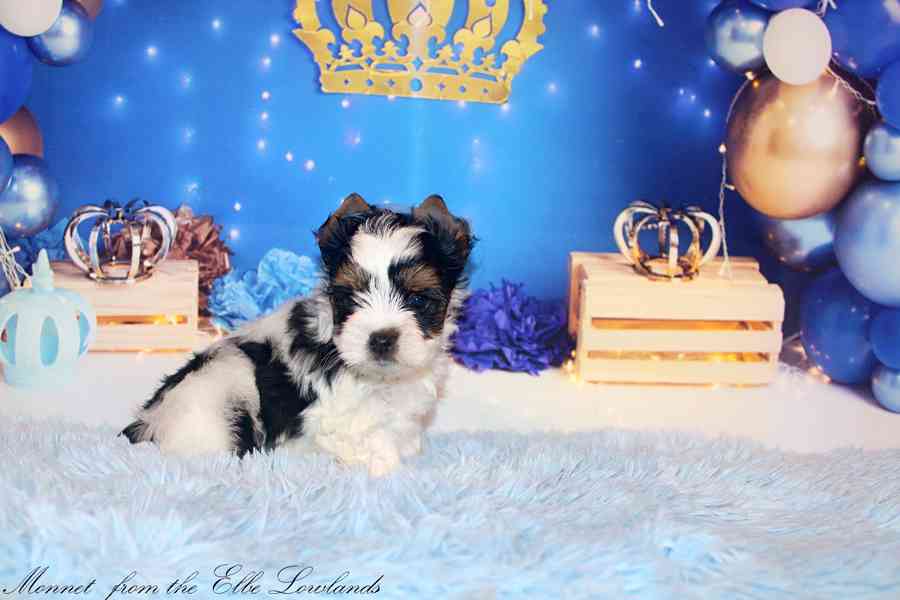 biewer terier s PP / jorkšírský  - foto 8