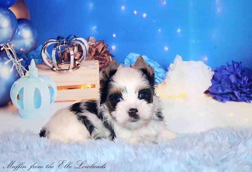 biewer terier s PP / jorkšírský  - foto 10