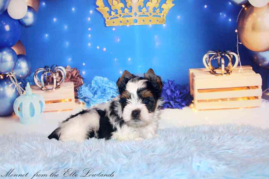 biewer terier s PP / jorkšírský  - foto 7