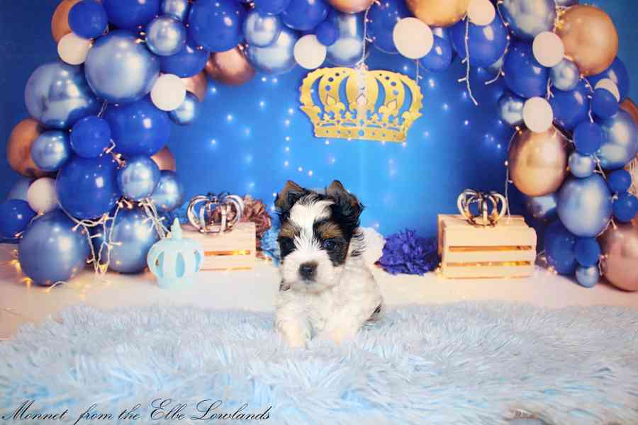 biewer terier s PP / jorkšírský  - foto 5