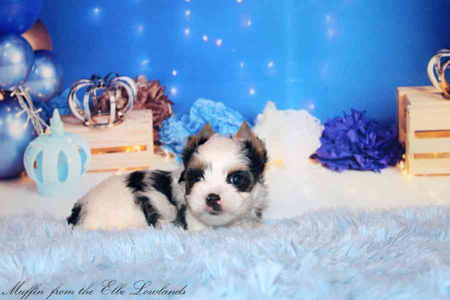 biewer terier s PP / jorkšírský  - foto 11