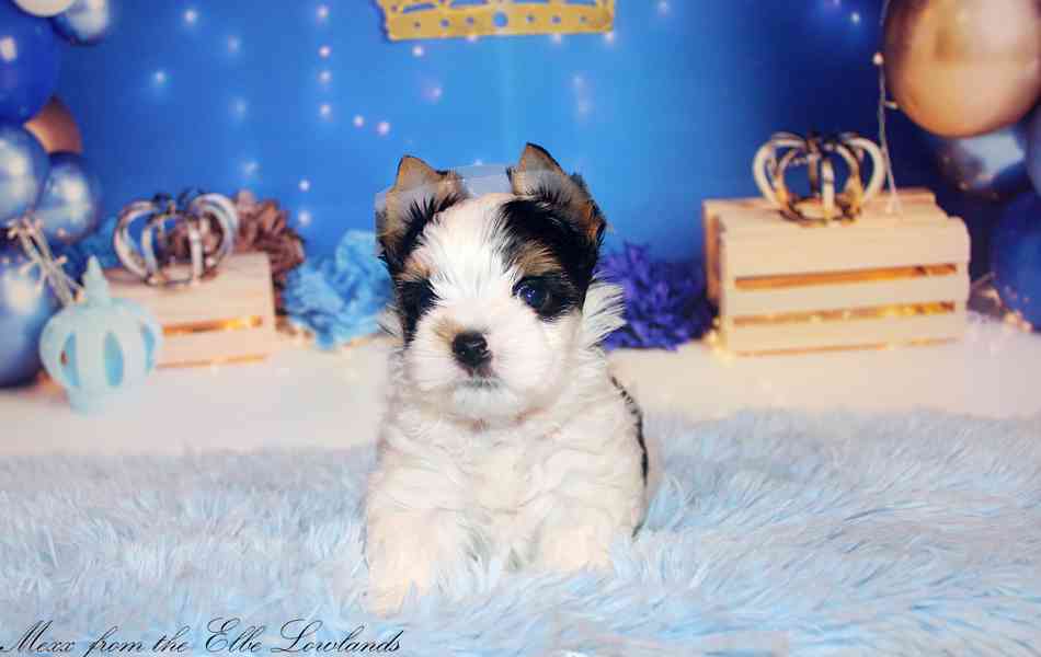 biewer terier s PP / jorkšírský  - foto 2