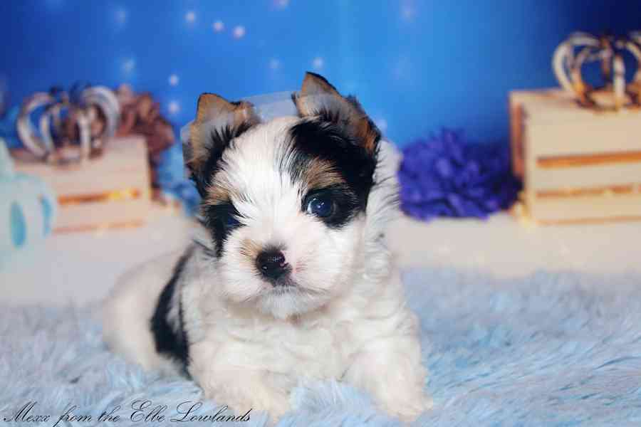 biewer terier s PP / jorkšírský  - foto 3