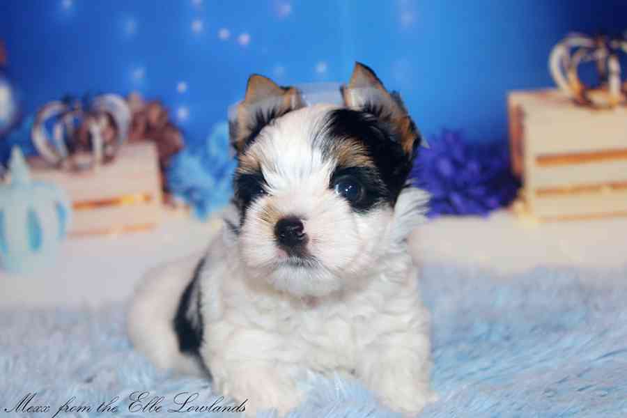 biewer terier s PP / jorkšírský  - foto 4