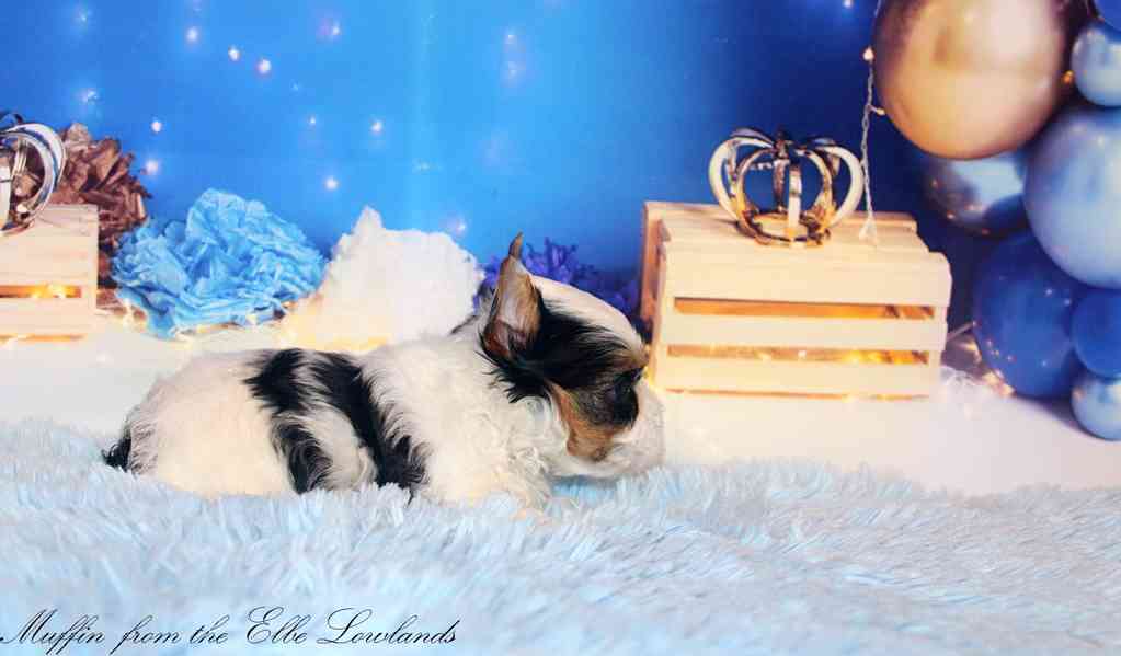 biewer terier s PP / jorkšírský  - foto 12