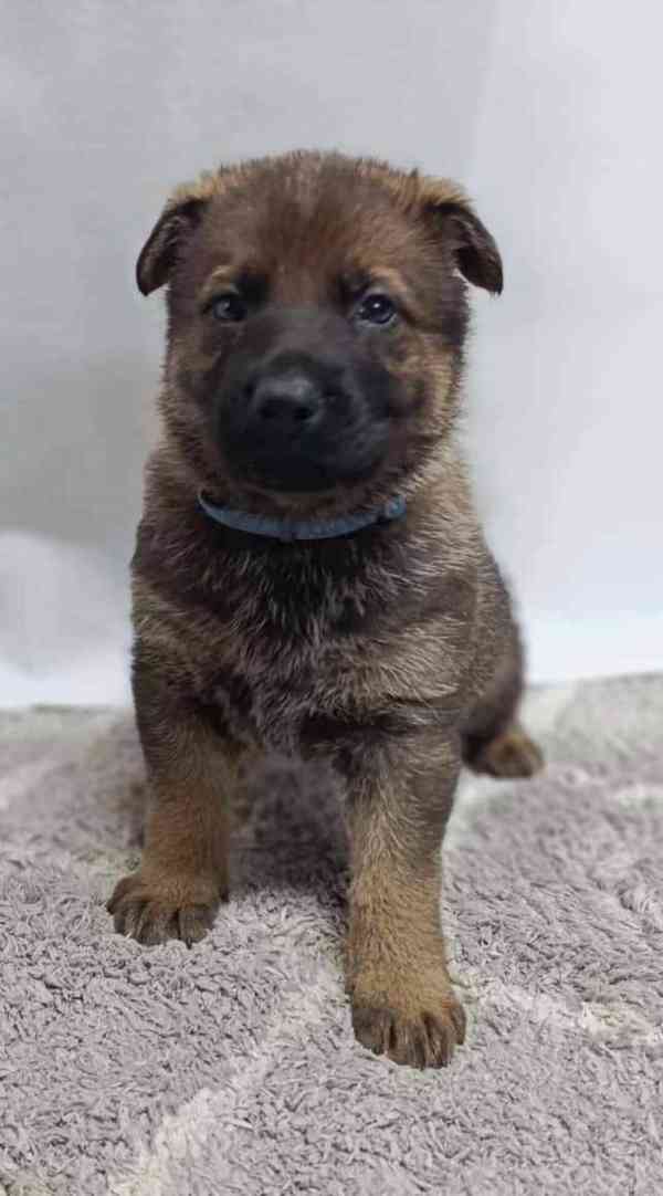 Německý ovčák s PP štěňata  - foto 4