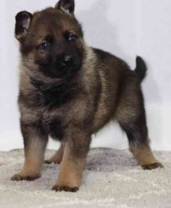 Německý ovčák s PP štěňata  - foto 2