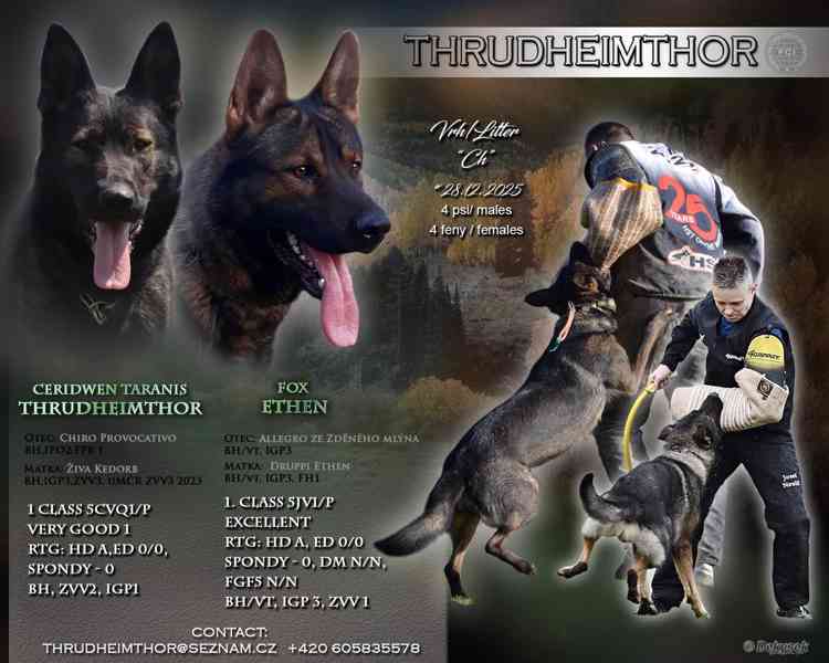 Německý ovčák s PP štěňata  - foto 8