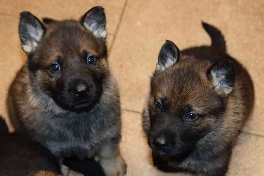 Německý ovčák s PP štěňata  - foto 9