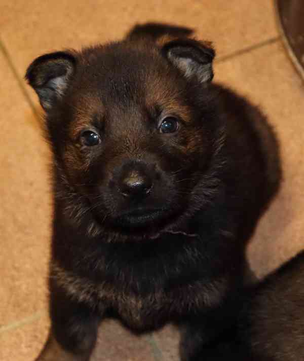 Německý ovčák s PP štěňata  - foto 5