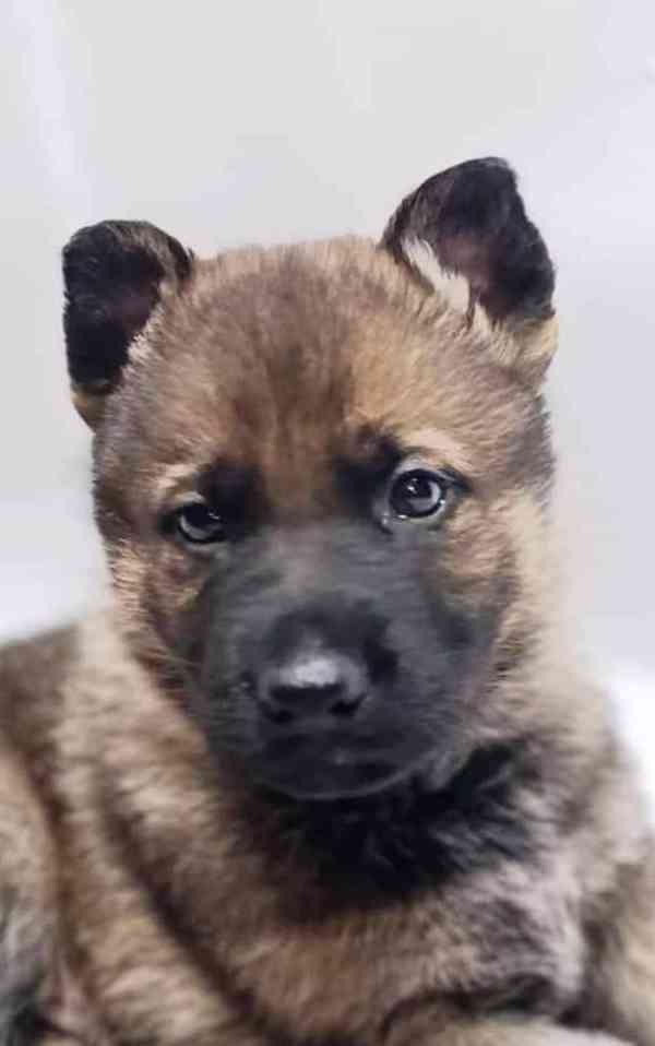 Německý ovčák s PP štěňata  - foto 1