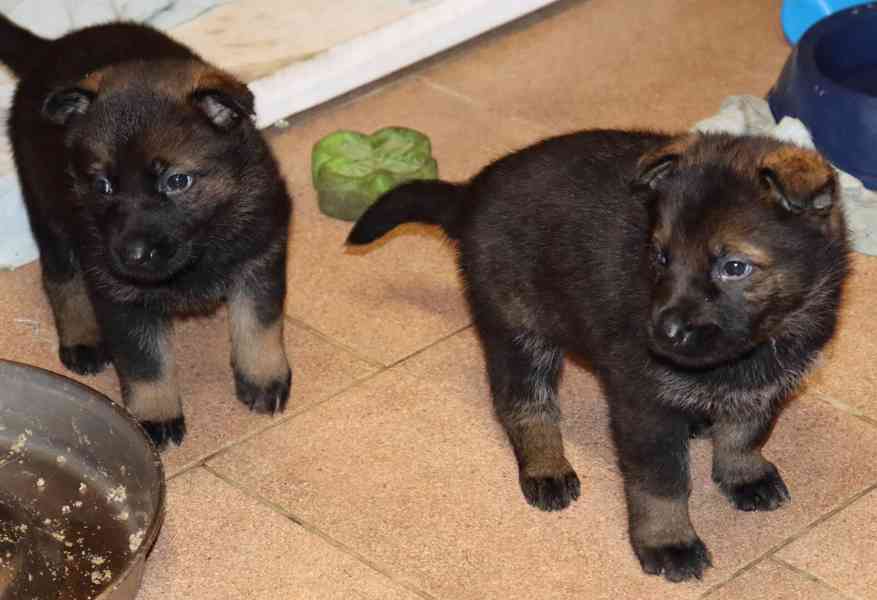 Německý ovčák s PP štěňata  - foto 10