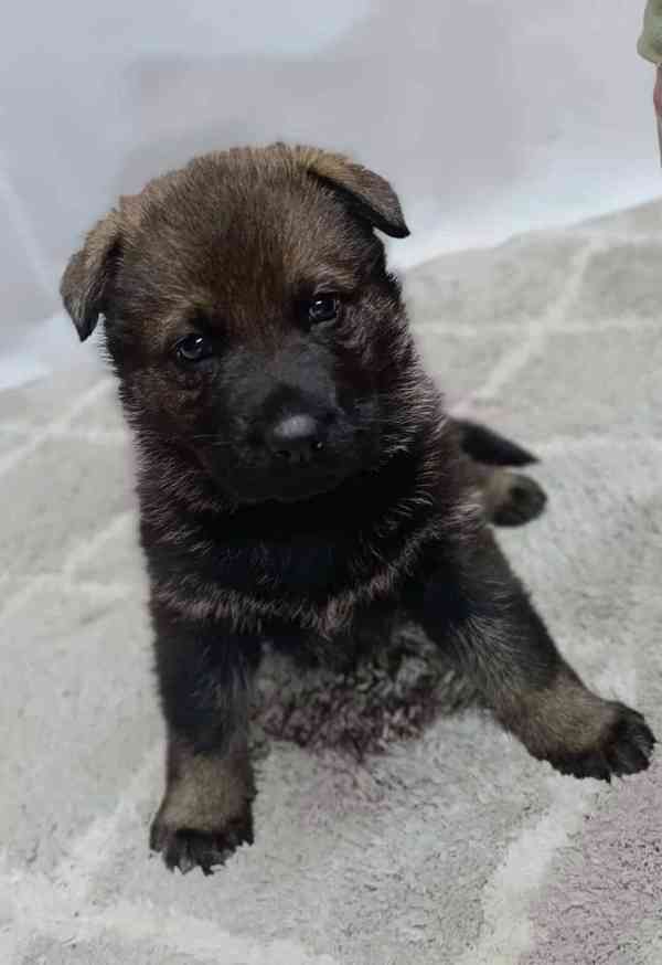 Německý ovčák s PP štěňata  - foto 3