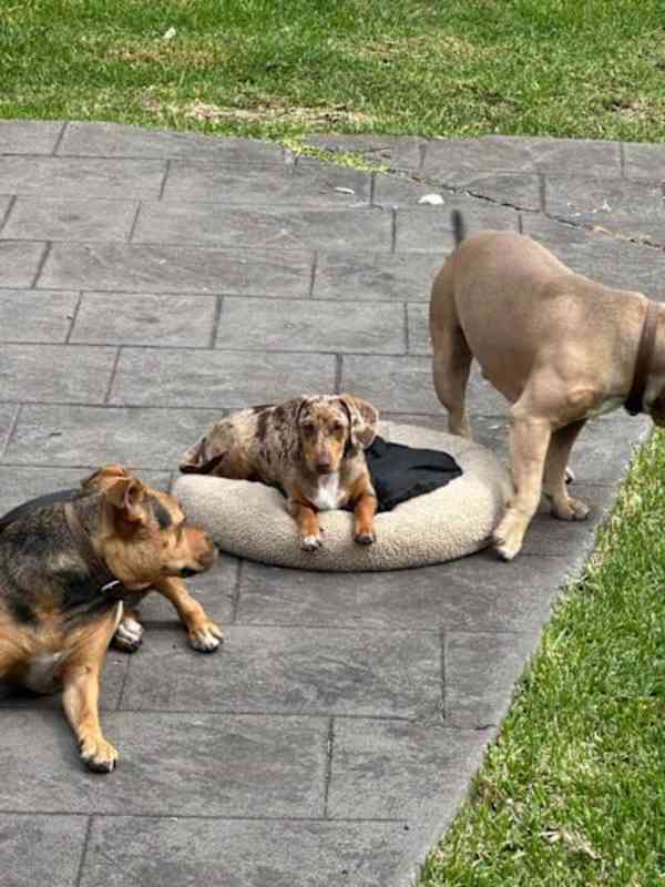 puppy - foto 3