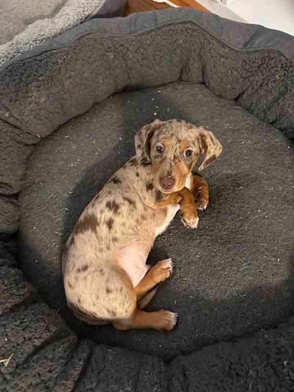 puppy