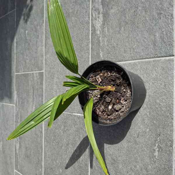 Trachycarpus Fortunei