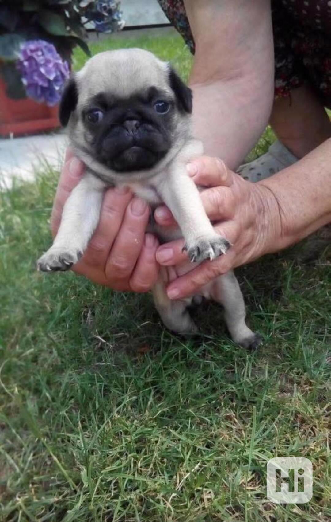 12 týdnů stará štěňata mopse - foto 1
