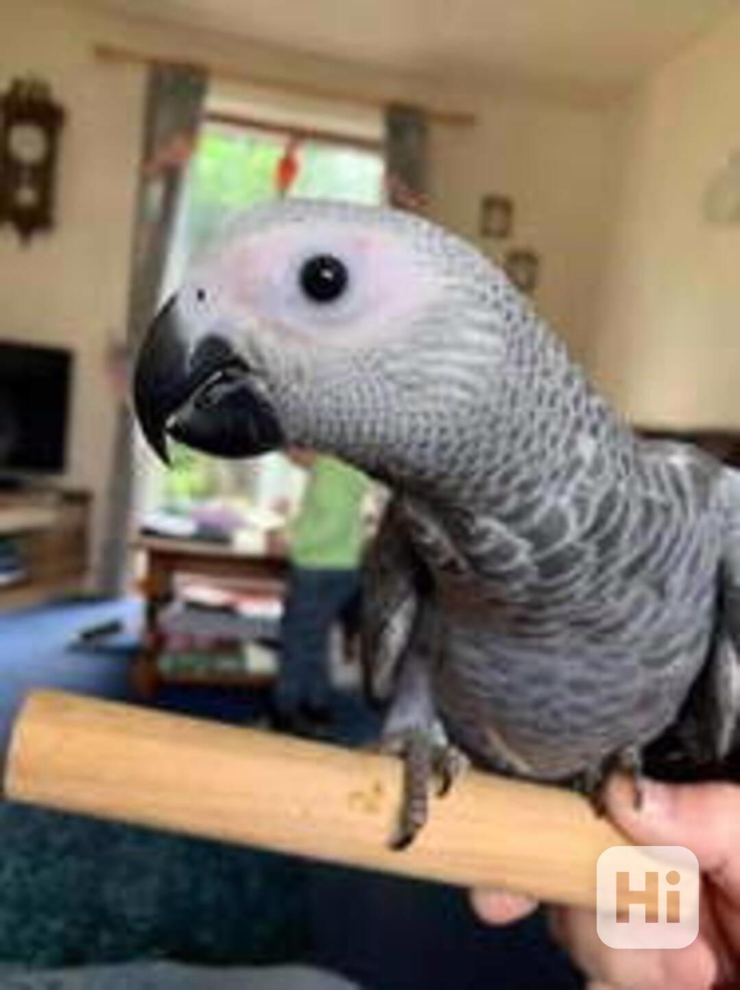 Samec a samice papouška šedého - foto 1