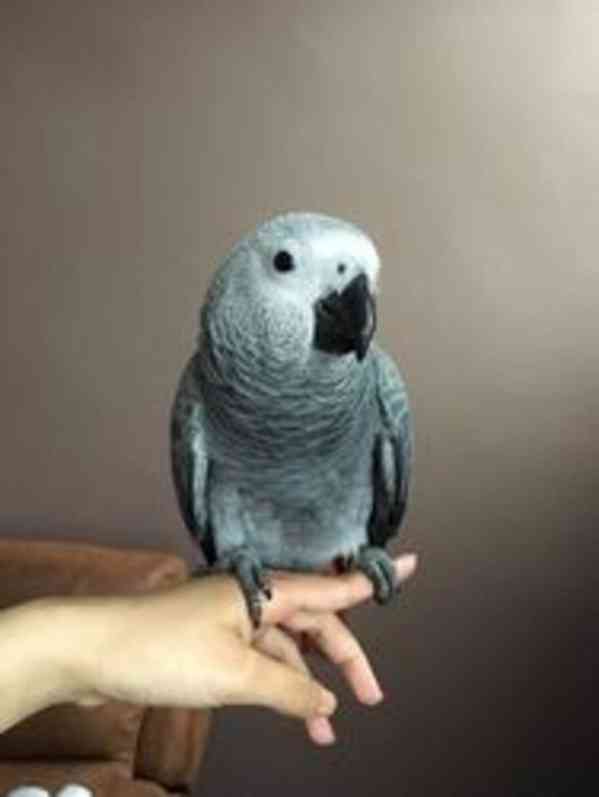 Samec a samice papouška šedého - foto 2