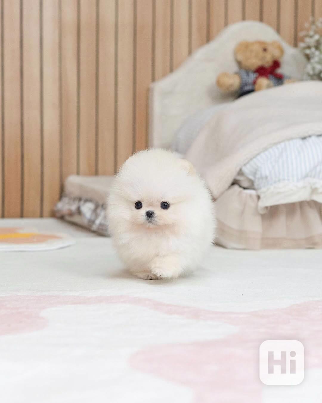 Adorable Pomeranian Puppy Available for Adoption 🐾   - foto 1