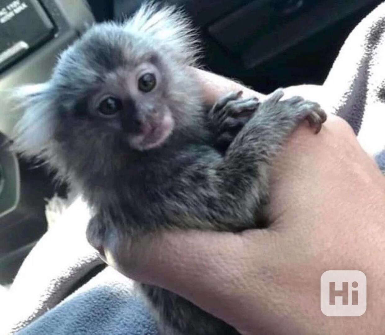 Domácí kosmani - foto 1