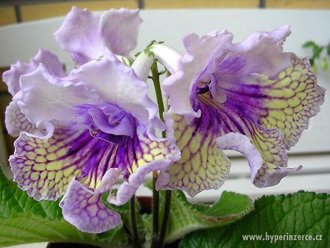 STREPTOCARPUS - ROSTLINKY - foto 1