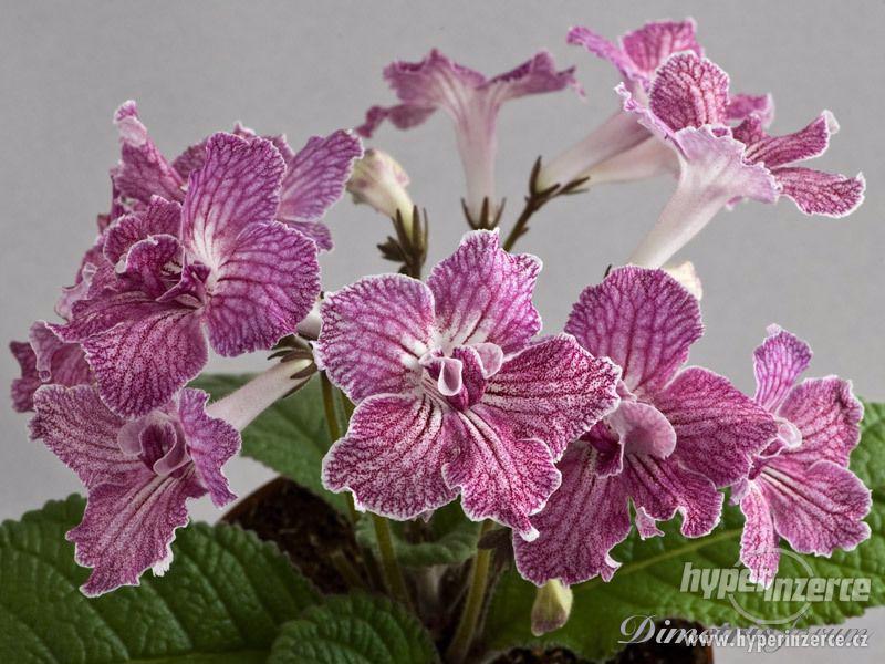 STREPTOCARPUS - ROSTLINKY - foto 2