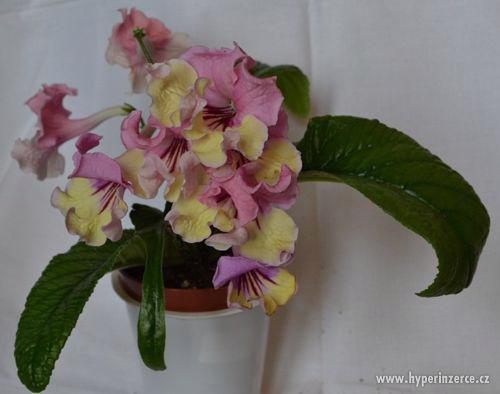 STREPTOCARPUS - ROSTLINKY - foto 3