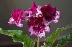 STREPTOCARPUS - ROSTLINKY - foto 4