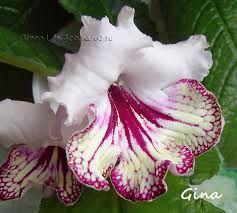 STREPTOCARPUS - ROSTLINKY - foto 5