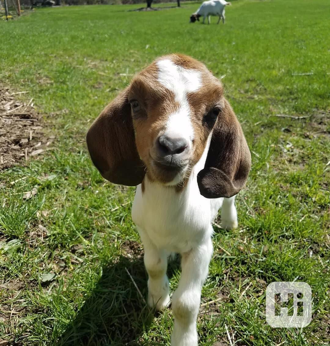 Prodám krásné kozy - foto 1