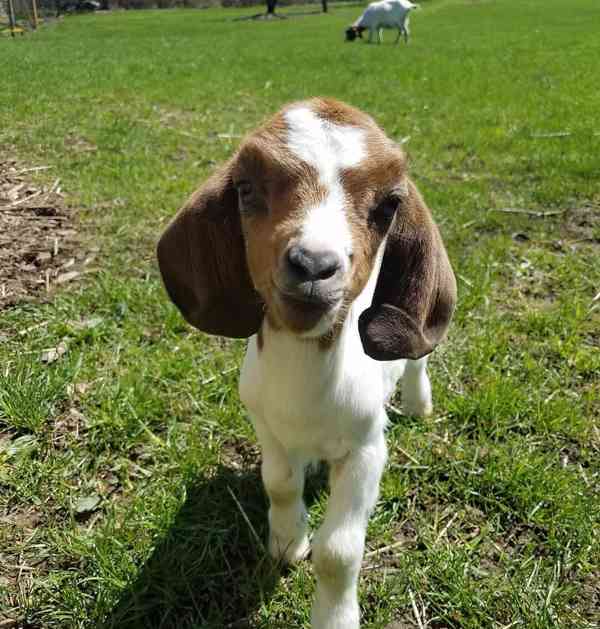 Prodám krásné kozy - foto 1