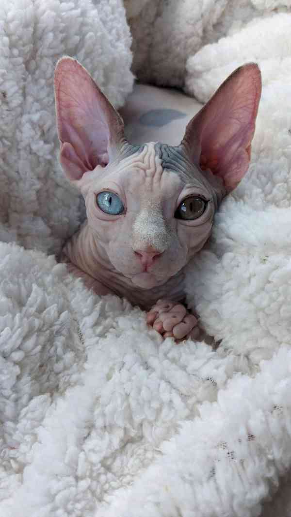 Kanadský sphynx - foto 3