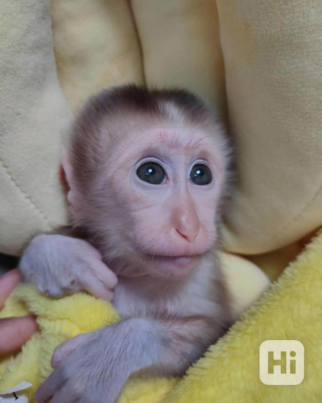 Roztomilá opice Capuchin - foto 1