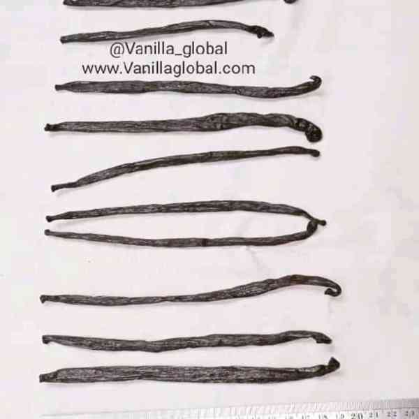 African Vanilla Exporters and Importers Near Me - Vanilla Be - foto 3