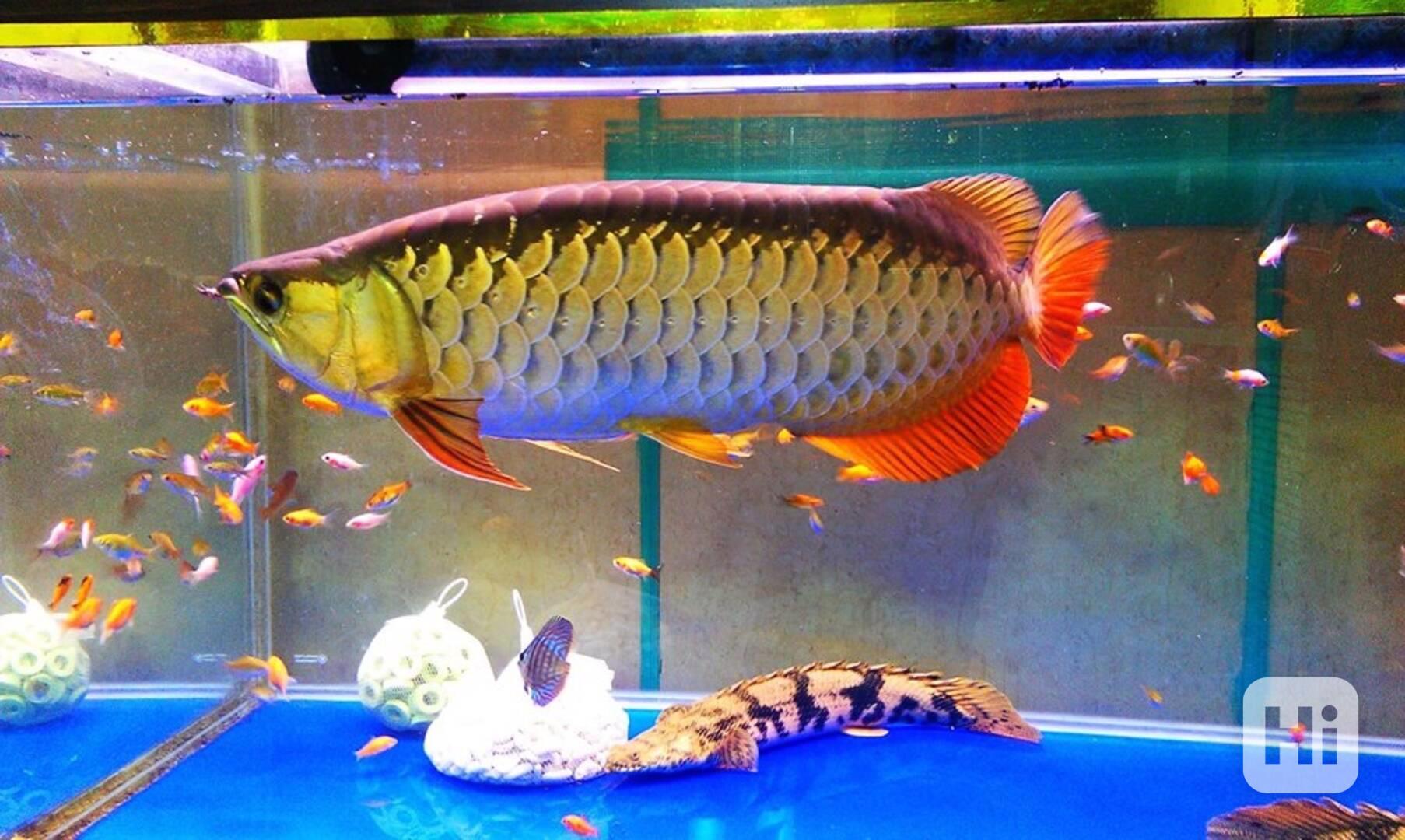 Prvotřídní sladkovodní akvarijní ryby k prodeji - foto 1