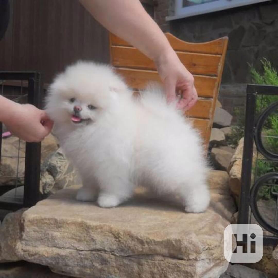 štěňata pomeranianů  - foto 1