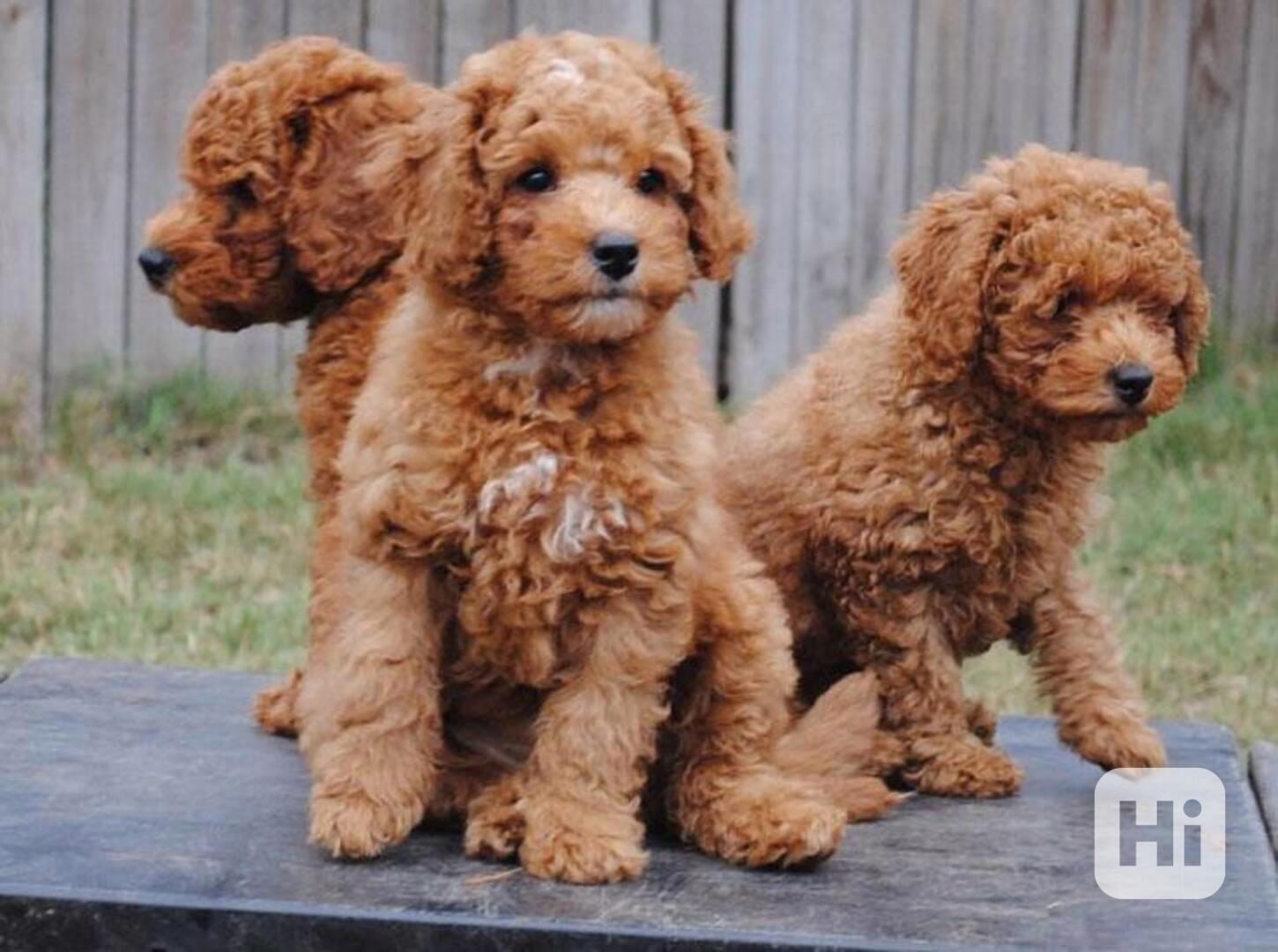 Ohromující F1 Mini labradoodle krém Deep fox Red PŘIPRAVEN K - foto 1