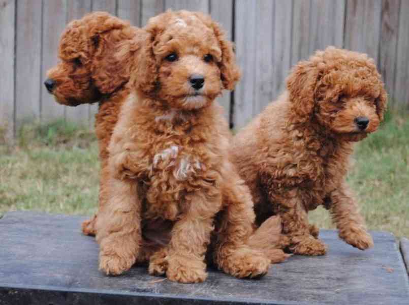 Ohromující F1 Mini labradoodle krém Deep fox Red PŘIPRAVEN K - foto 1