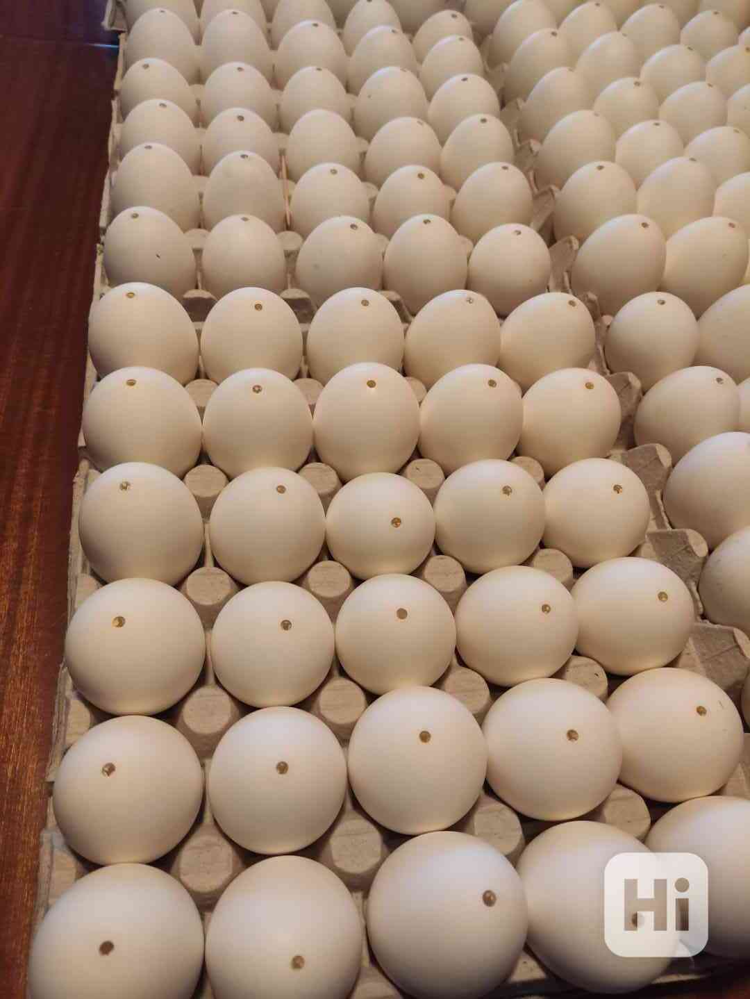 Kachní vejce vyfouknuté  - foto 1