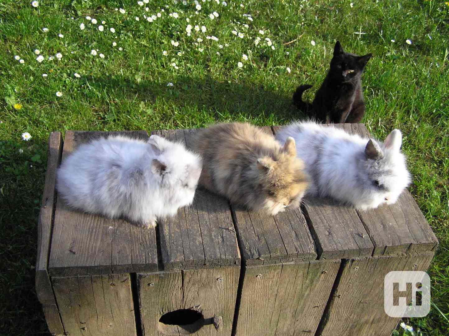 Zakrslí dlouhosrstí teddy králíčci - foto 1