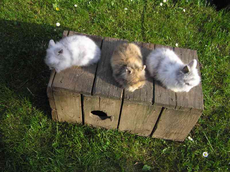Zakrslí dlouhosrstí teddy králíčci - foto 2