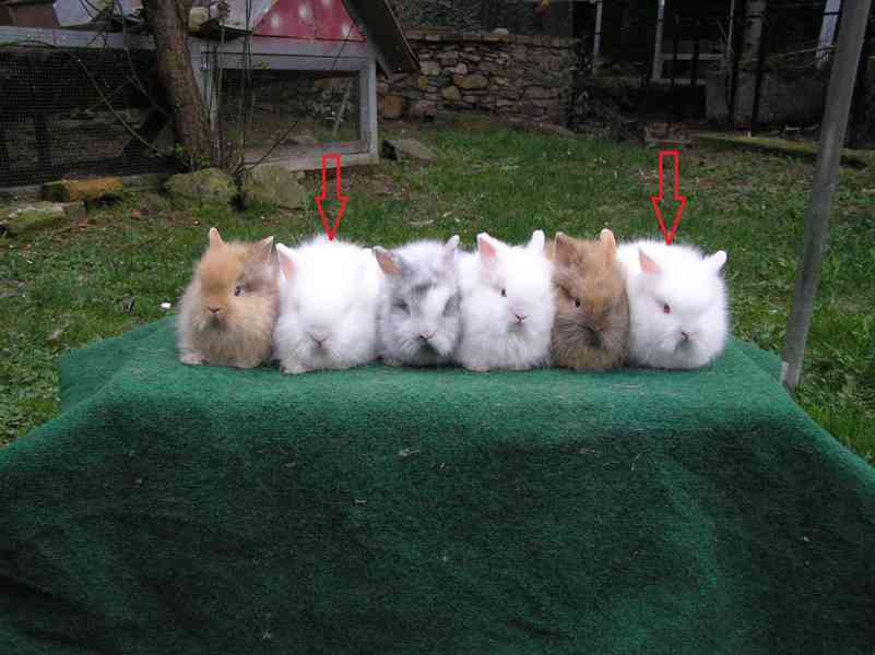 Zakrslí dlouhosrstí teddy králíčci - foto 6