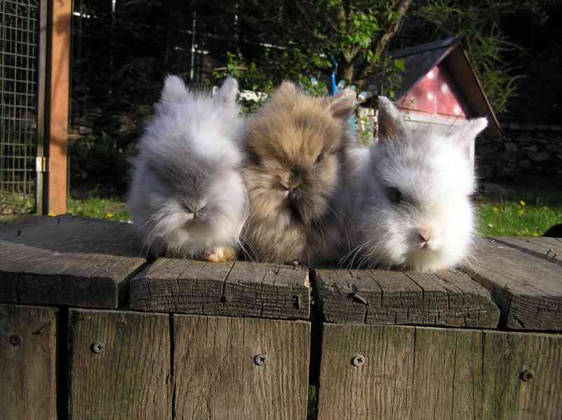 Zakrslí dlouhosrstí teddy králíčci mláďata - foto 1