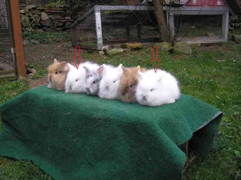 Zakrslí dlouhosrstí teddy králíčci - foto 7