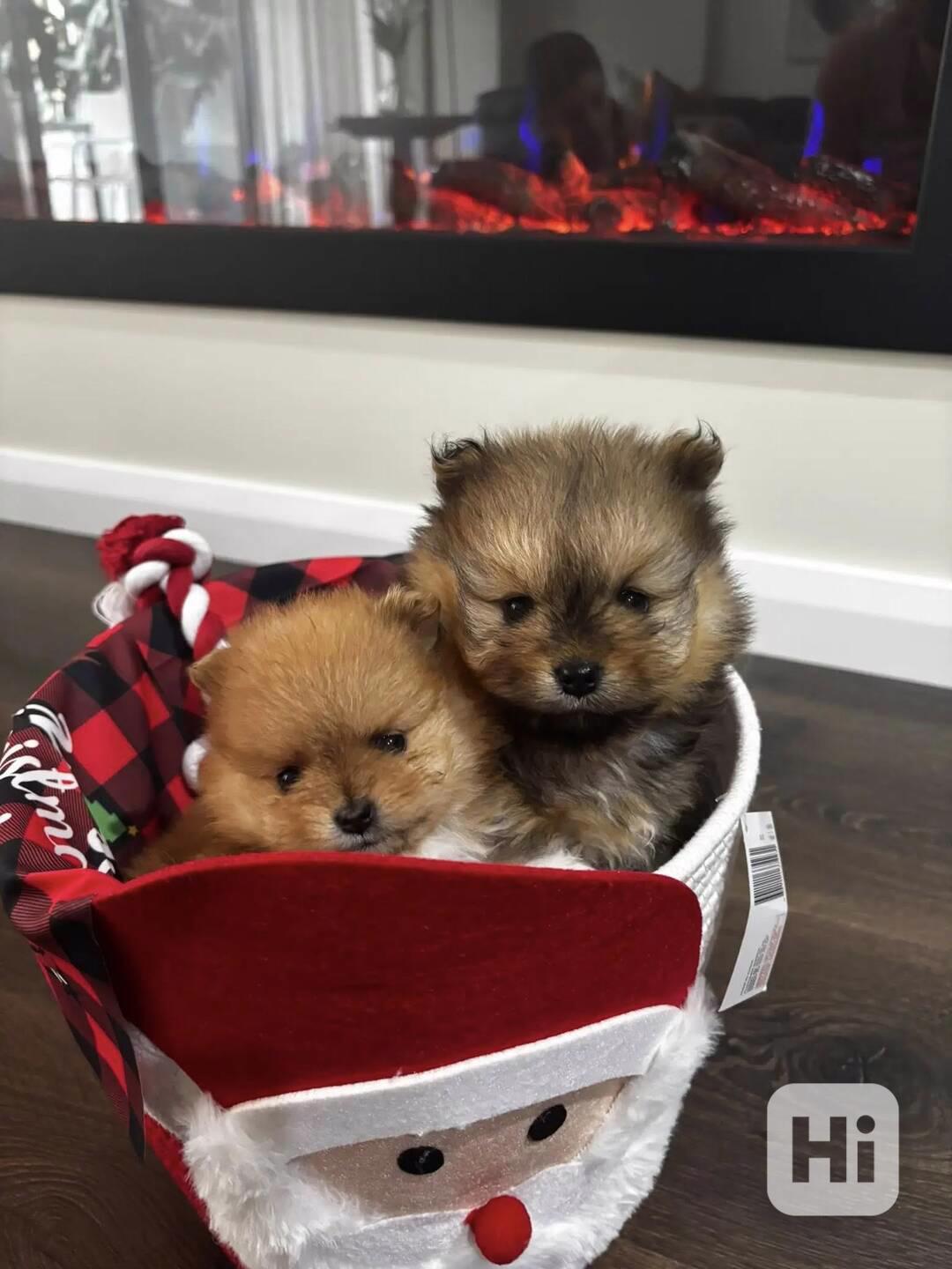 Prodáváme pomeraniana s PP - foto 1