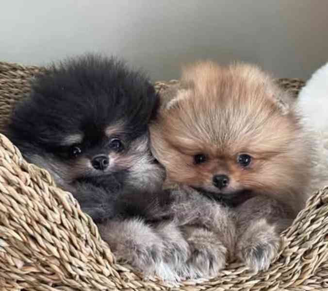 Prodáváme pomeraniana s PP - foto 5