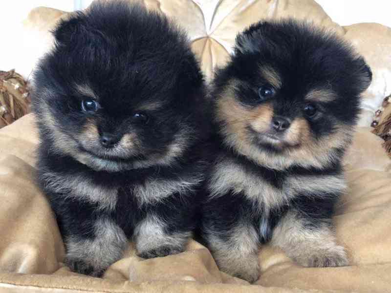 Prodáváme pomeraniana s PP - foto 6