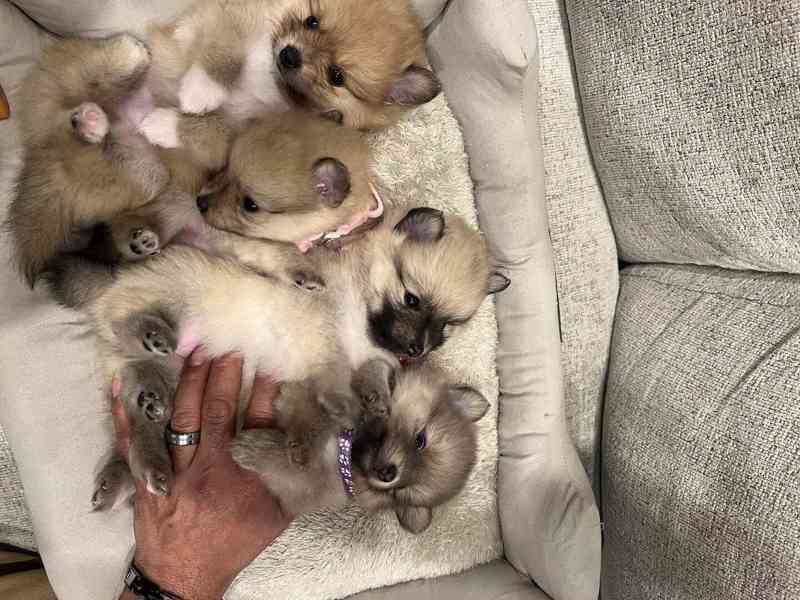 Prodáváme pomeraniana s PP - foto 3